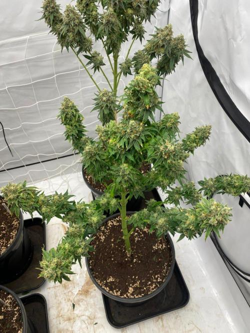 Barneys G13 Haze Fem. Week 11