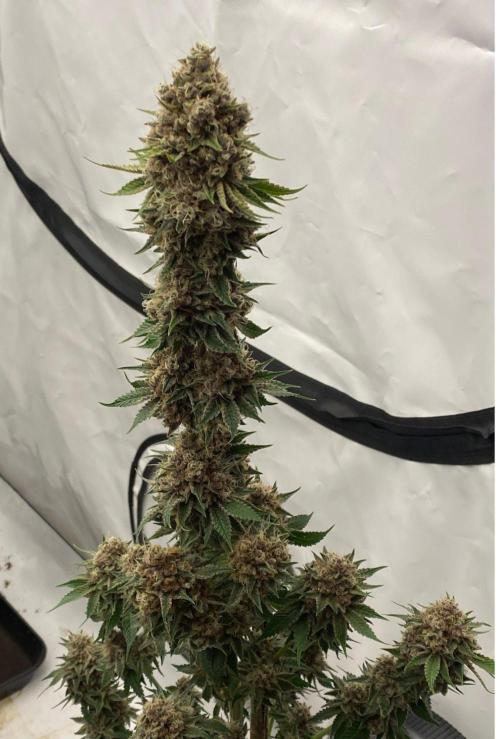 Barneys Super Boof. Week 11