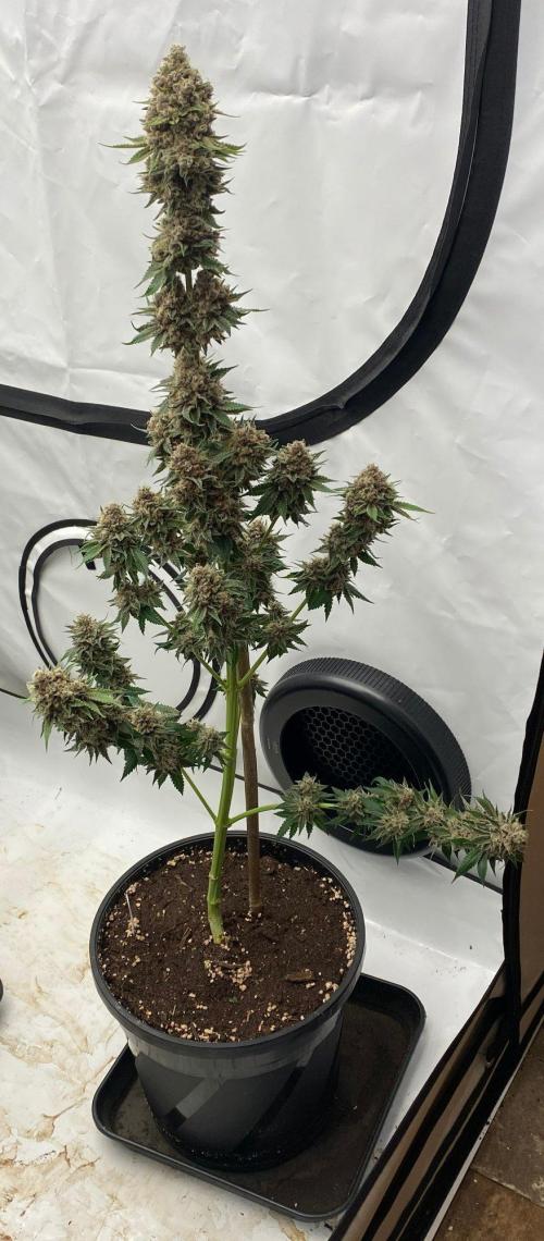 Barneys Super Boof. Week 11