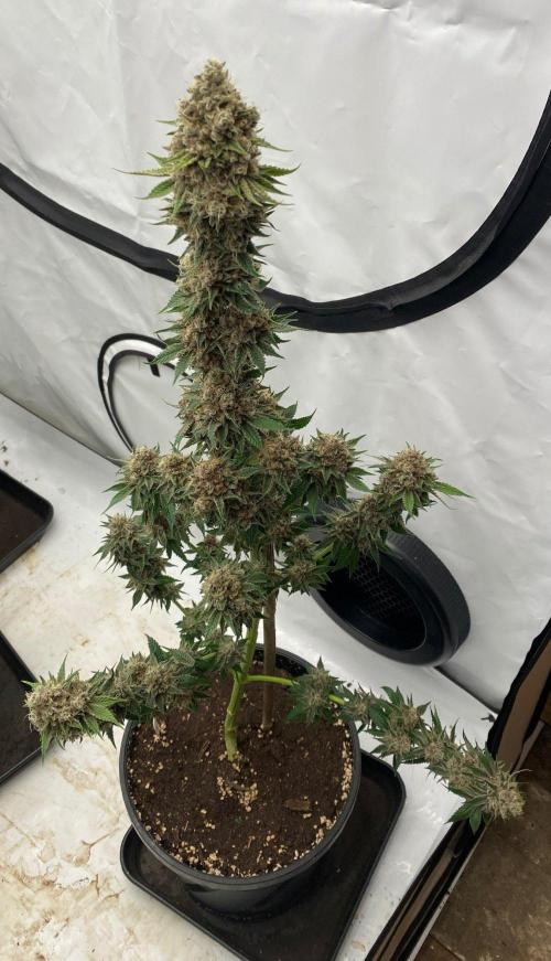 Barneys Super Boof. Week 11