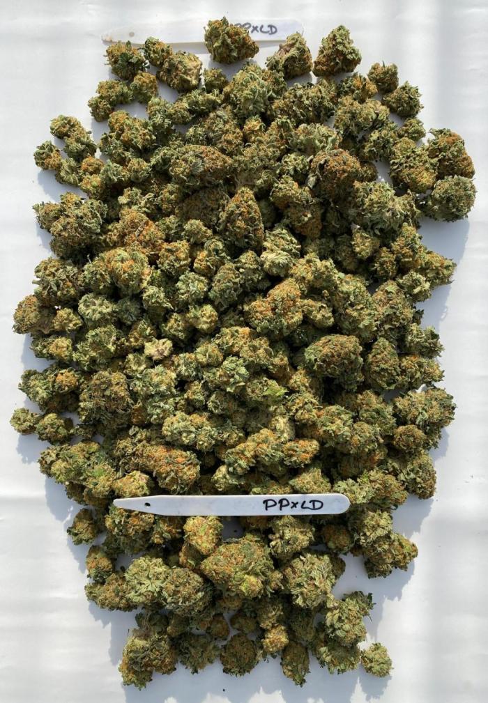 Barneys "Purple Drizzle". Week 12