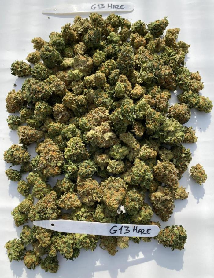 Barneys G13 Haze Fem. Week 12 - 96g DRY weight