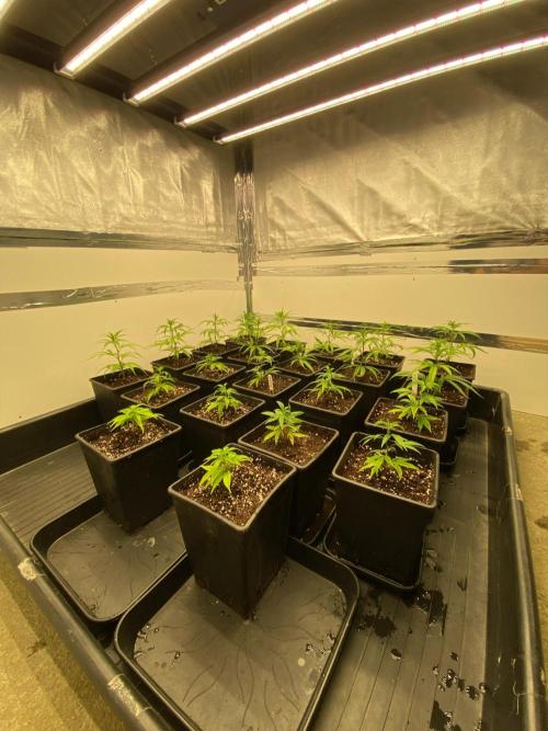 New Room - G13 Haze and Blue Gelato 41. Week 3