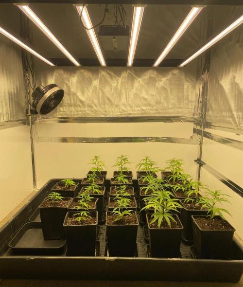 New Room - G13 Haze and Blue Gelato 41. Week 3