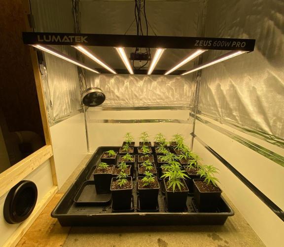 New Room - G13 Haze and Blue Gelato 41. Week 3