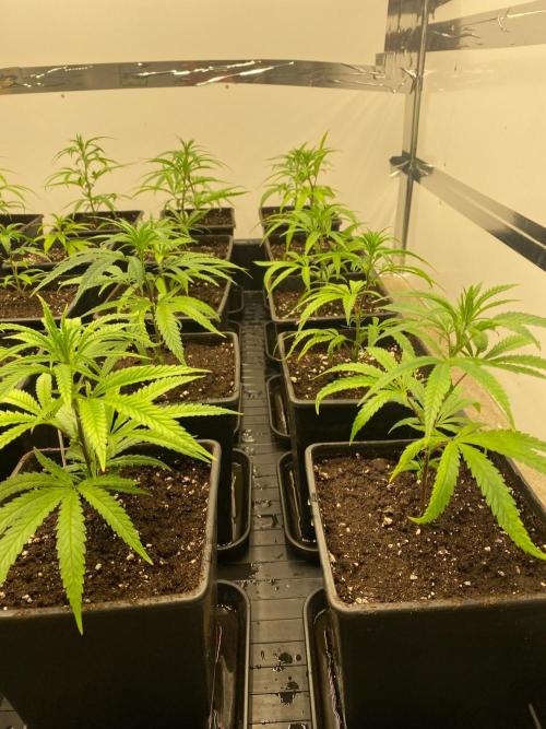 New Room - G13 Haze and Blue Gelato 41. Week 3