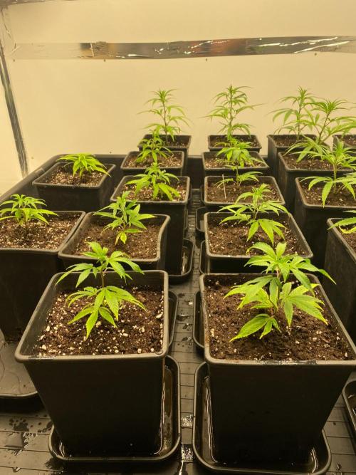 New Room - G13 Haze and Blue Gelato 41. Week 3