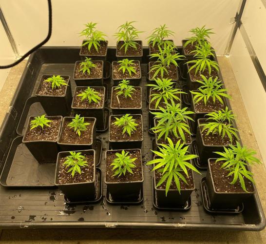 New Room - G13 Haze and Blue Gelato 41. Week 3
