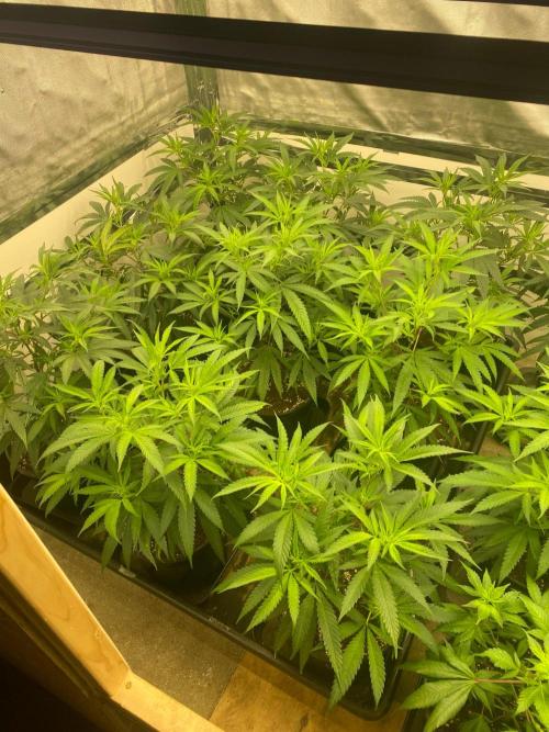 New Room - G13 Haze and Blue Gelato 41. Week 6 - G13
