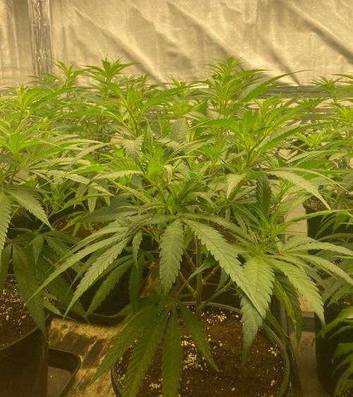 New Room - G13 Haze and Blue Gelato 41. Week 6 - G13