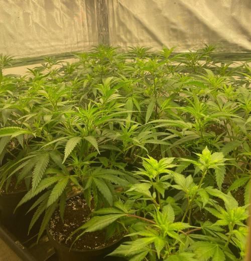 New Room - G13 Haze and Blue Gelato 41. Week 6 - G13