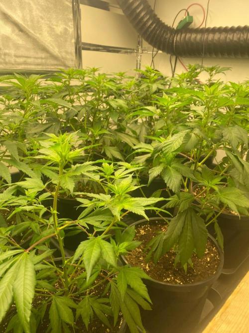 New Room - G13 Haze and Blue Gelato 41. Week 6 - BG41