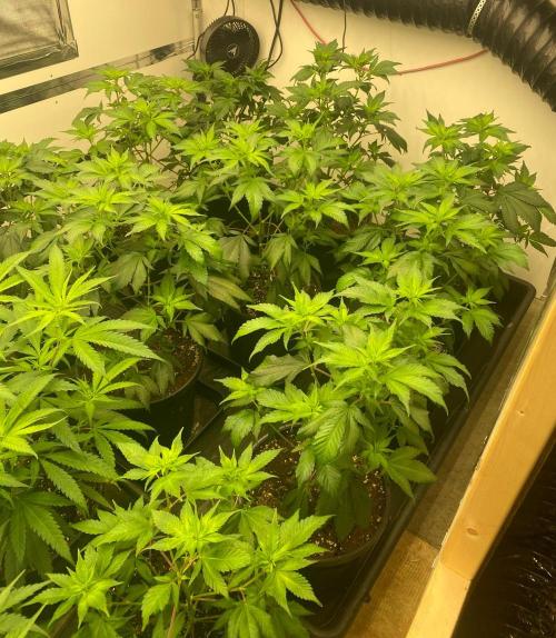 New Room - G13 Haze and Blue Gelato 41. Week 6 - BG41