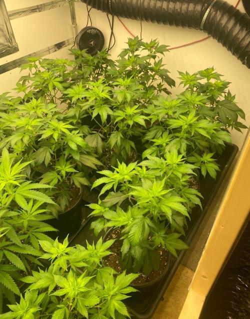 New Room - G13 Haze and Blue Gelato 41. Week 6 - BG41