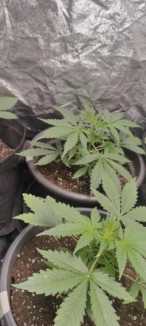 Desfran Auto Sun Grown