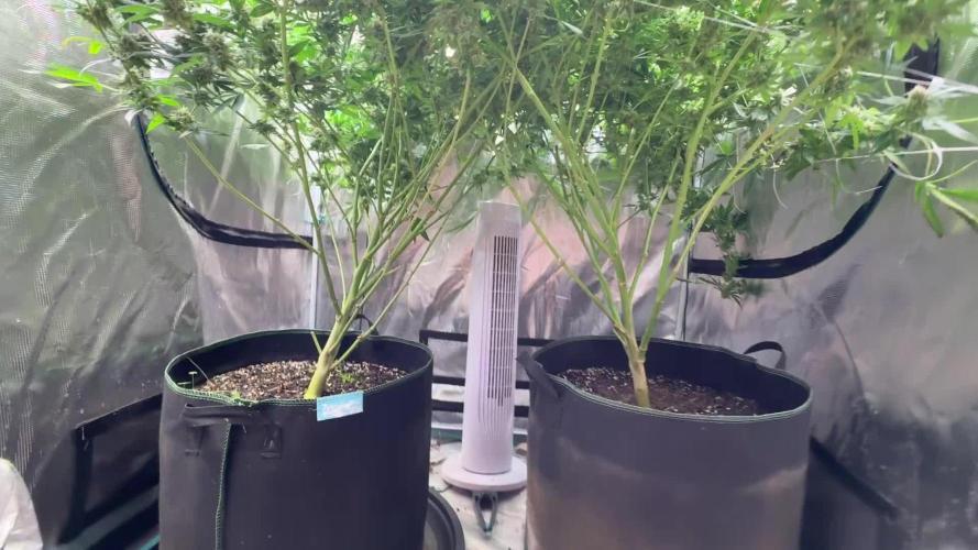 From front yard to tent Inside Joke