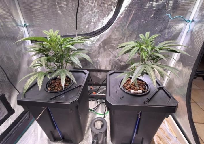 BAM & Verdant DeepSeek runs DWC. Week 1 - #1 is in the left as you can clearly see it is lusher and denser. #2 on right