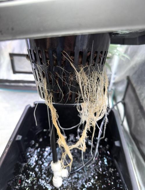 BAM & Verdant DeepSeek runs DWC. Week 1 - Roots from
#2 