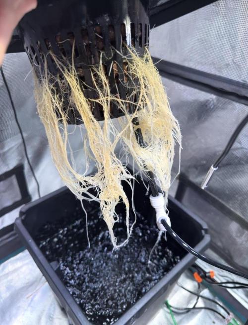BAM & Verdant DeepSeek runs DWC. Week 1 - Roots from #1
