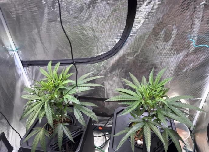 BAM & Verdant DeepSeek runs DWC. Week 1 - Earlier in the week. 