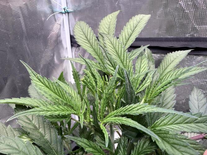 BAM & Verdant DeepSeek runs DWC. Week 1 - FIM Site plant 1