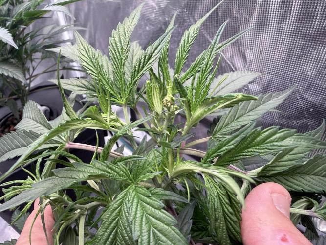BAM & Verdant DeepSeek runs DWC. Week 1 - FIM Site plant 2 