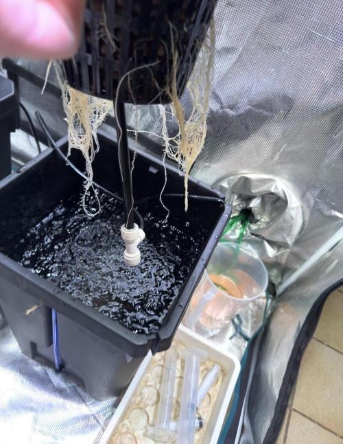 BAM & Verdant DeepSeek runs DWC. Week 2 - The roots are starting to come