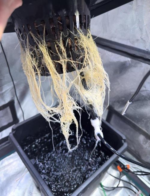 BAM & Verdant DeepSeek runs DWC. Week 2 - Roots are beginning roots exploded this week (the beginning$