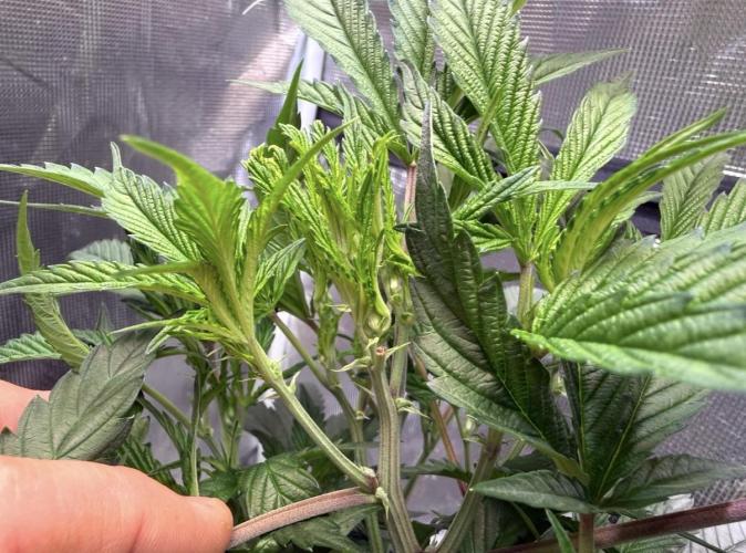 BAM & Verdant DeepSeek runs DWC. Week 2 - He FIM Spot. It worked well. 