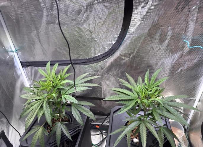 BAM & Verdant DeepSeek runs DWC. Week 2 - These are the plants.