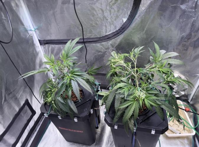 BAM & Verdant DeepSeek runs DWC. Week 2