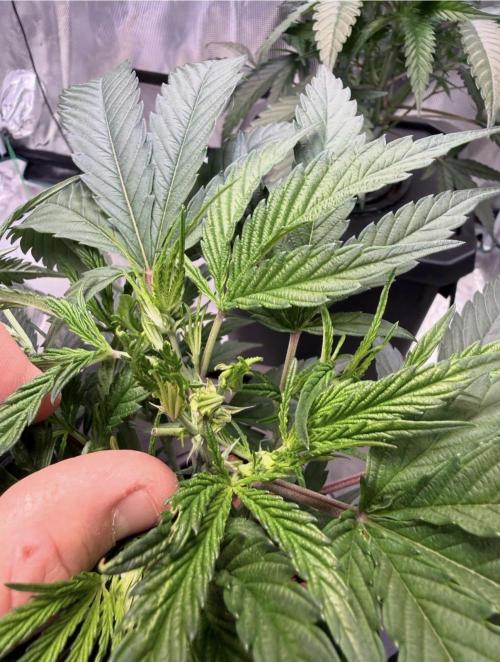 BAM & Verdant DeepSeek runs DWC. Week 2