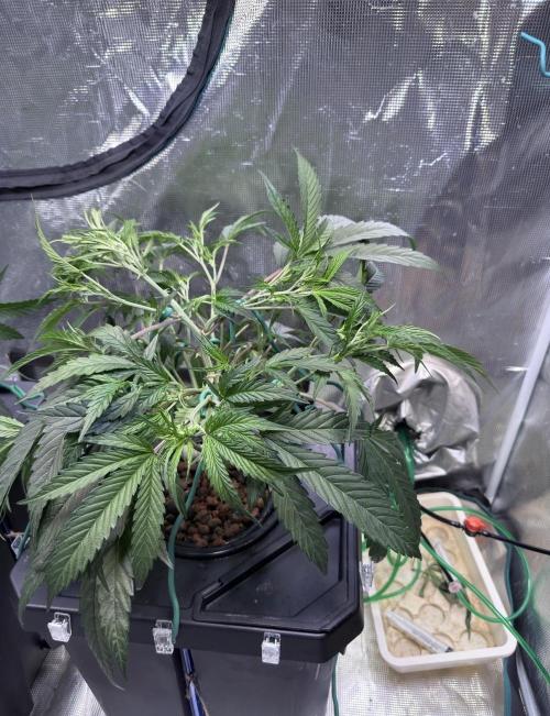 BAM & Verdant DeepSeek runs DWC. Week 2