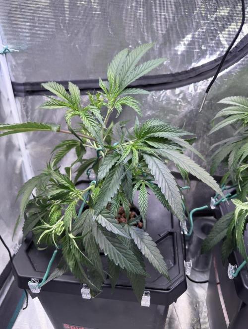 BAM & Verdant DeepSeek runs DWC. Week 2