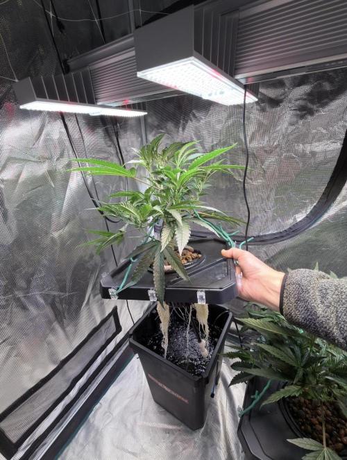 BAM & Verdant DeepSeek runs DWC. Week 2