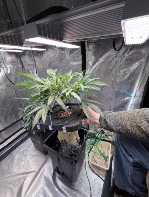 BAM & Verdant DeepSeek runs DWC. Week 2