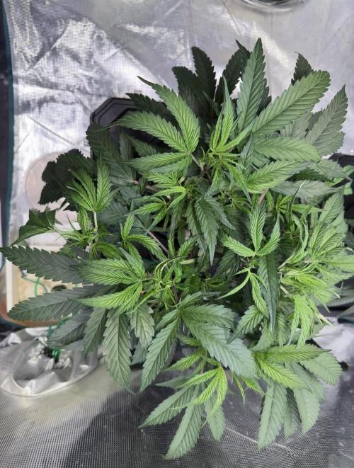 BAM & Verdant DeepSeek runs DWC. Week 2