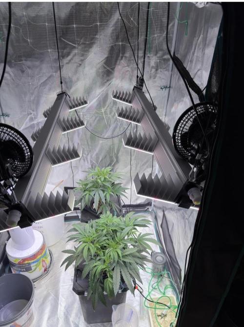 BAM & Verdant DeepSeek runs DWC. Week 2 - I added the second light they are set to middle power.