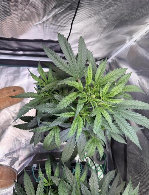 BAM & Verdant DeepSeek runs DWC. Week 2