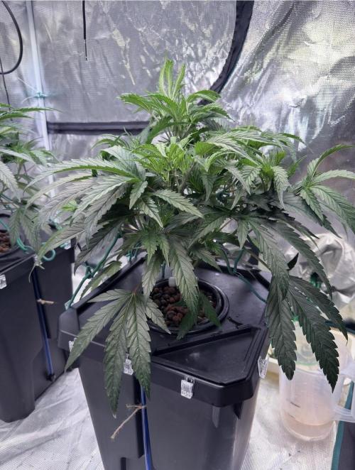 BAM & Verdant DeepSeek runs DWC. Week 2