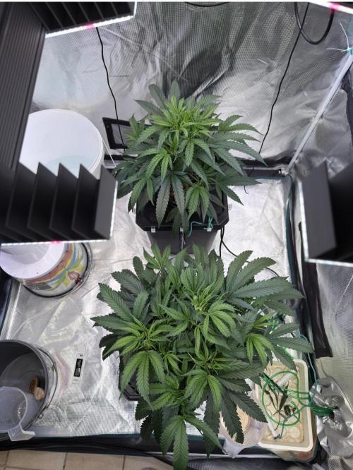 BAM & Verdant DeepSeek runs DWC. Week 2