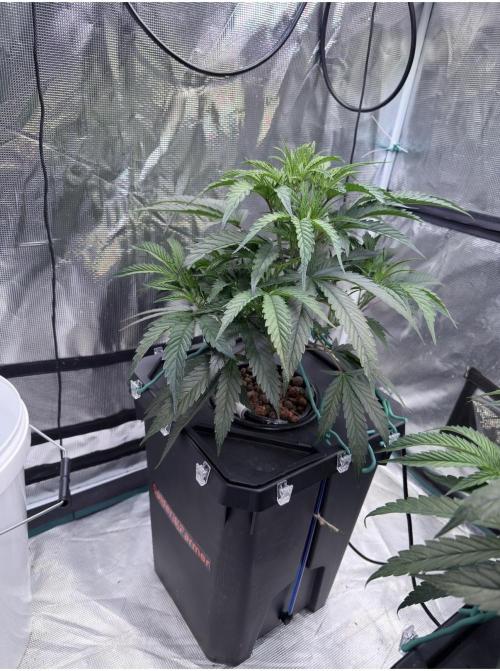 BAM & Verdant DeepSeek runs DWC. Week 2