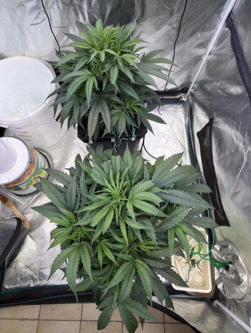BAM & Verdant DeepSeek runs DWC. Week 2 - 16.5.26 latest photo for the week
