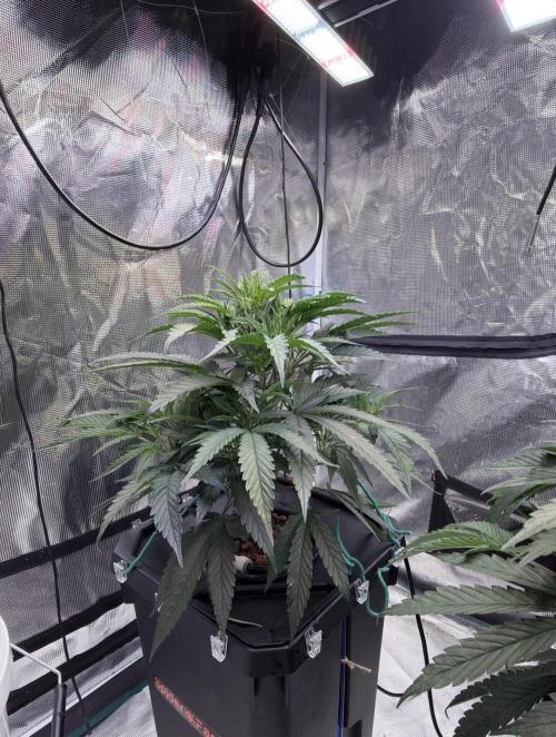 BAM & Verdant DeepSeek runs DWC. Week 2 - 16.5.26 latest photo for the week