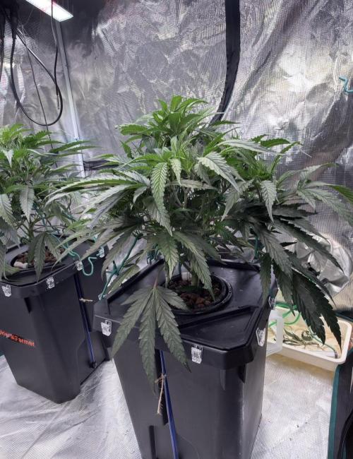 BAM & Verdant DeepSeek runs DWC. Week 2 - 16.5.26 latest photo for the week