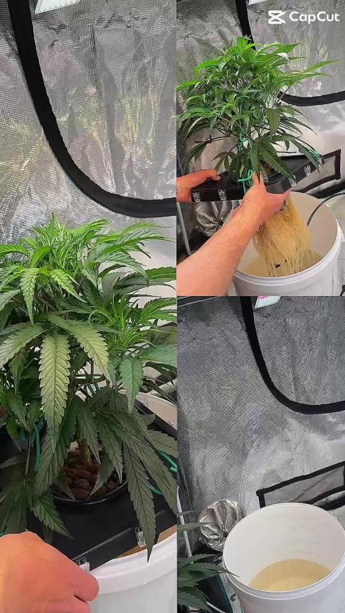 BAM & Verdant DeepSeek runs DWC