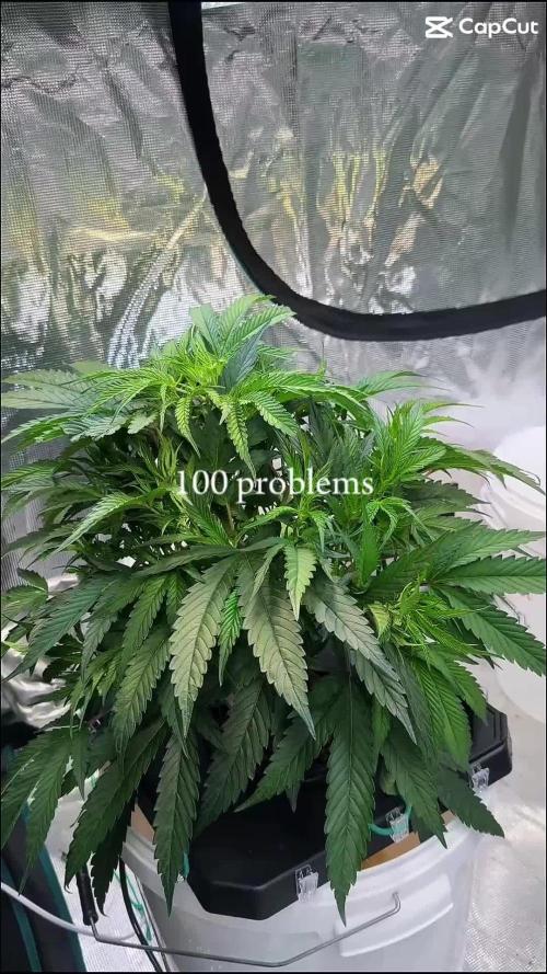 BAM & Verdant DeepSeek runs DWC