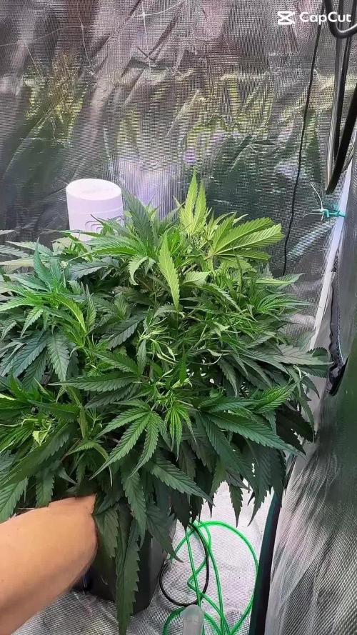 BAM & Verdant DeepSeek runs DWC
