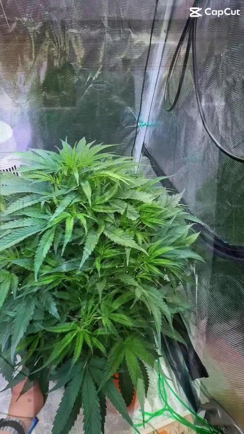 BAM & Verdant DeepSeek runs DWC