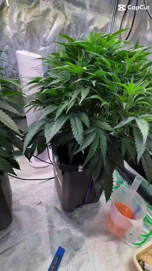 BAM & Verdant DeepSeek runs DWC